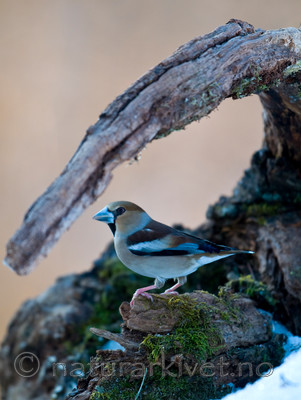 BB 09 0202 / Coccothraustes coccothraustes / Kjernebiter